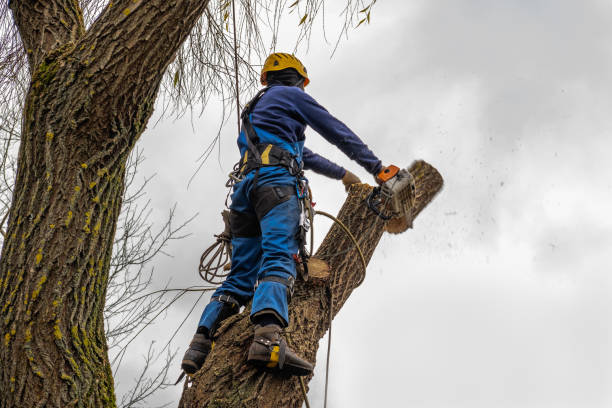 Tillmans Corner, AL Tree Service Company